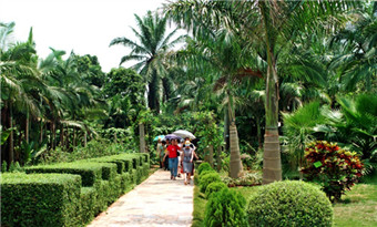 Zhanjiang South Asian Tropical Botanical Garden (3A)