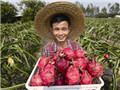 Suixi to embrace another dragon fruit harvest