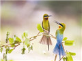 Zhanjiang hosts bird-themed photo contest