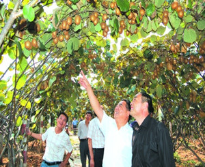 Nanyang agricultural products popular in overseas market
