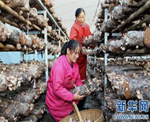 Xixia mushrooms set sights on BRICS countries
