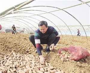 Nanyang agricultural products win national accreditation