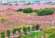 Spectacular views of peach blossoms in Yangshan