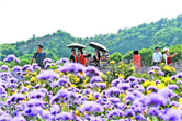 Rich purple adorns the Xuelang Mountain