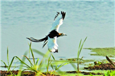 In photos: nesting of pheasant-tailed jacanas documented in Wuxi