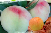 Yangshan peach enters national agricultural heritage list