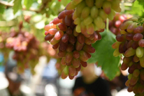 Wuxi's support for grape farmers bears fruit
