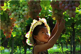 Grape season beckons with fun to vineyards