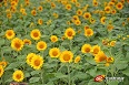 Thousands of sunflowers bloom in Liyuan Garden