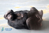 Wuxi Zoo welcomes the birth of Little Pearl