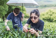 Expats enjoy picking tea leaves in Yixing