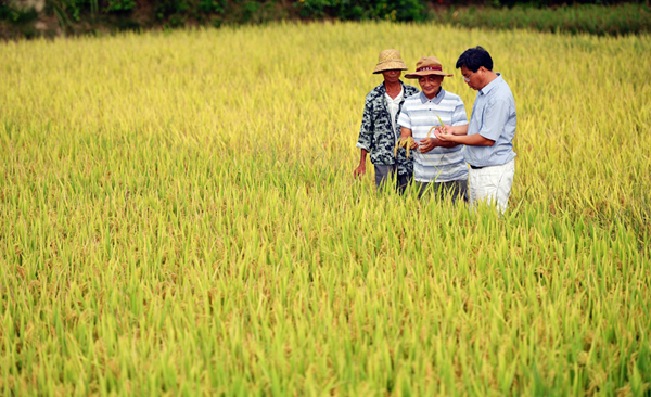 Scientists bring fields in Hainan back to life