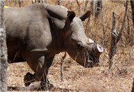 Nation to prohibit most trade of rhino, tiger products