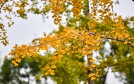 Gingko trees add bright color to Yangzhou