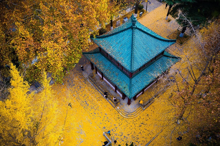 Golden ginkgo leaves illuminate Nanjing