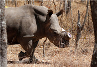 China to continue strict bans on trading of rhino, tiger products: Official