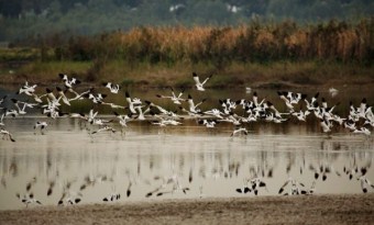 Nansha Wetland Park: A paradise of birds