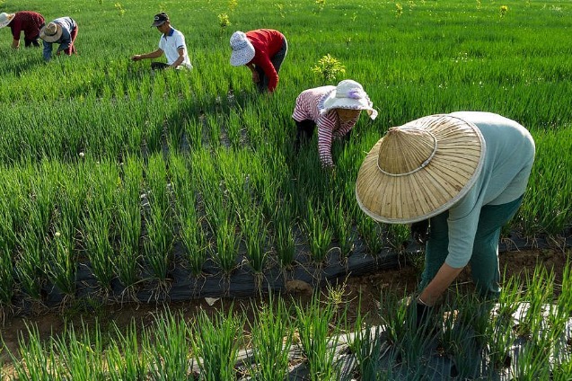 Forestry companies help remote areas reduce poverty