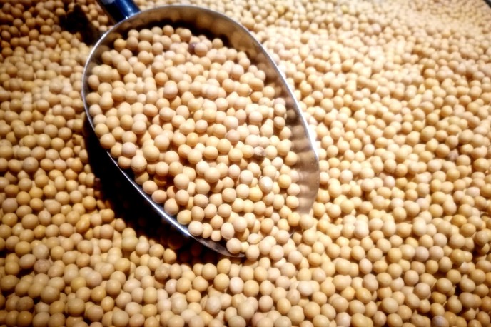 Soybean production, imports to increase