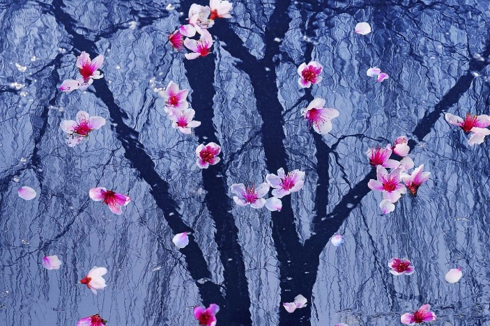 Chinese photographers capture the beauty of spring in Jiangsu