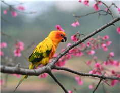 Guangxi bursts into color as spring approaches