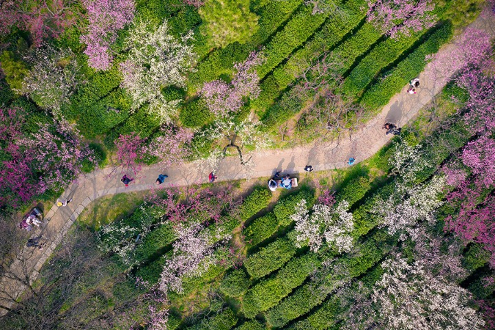 Spring brings color to Meihua Mountain, Nanjing city