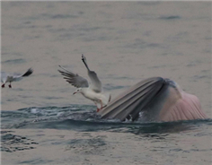 Over 20 Bryde's whales found near Weizhou Island