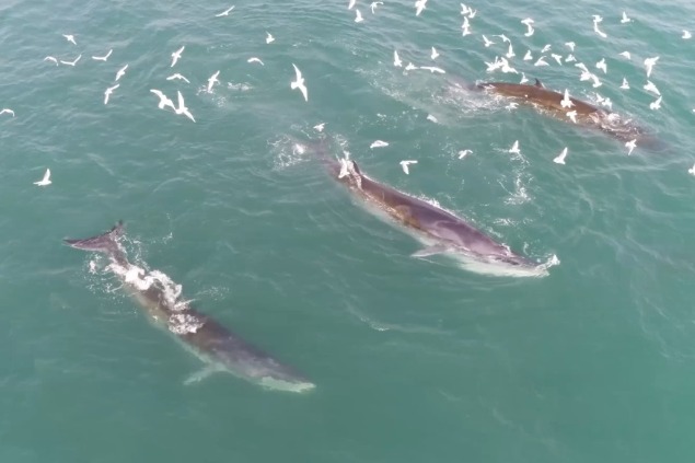 Over 20 Bryde's whales found around Weizhou Island