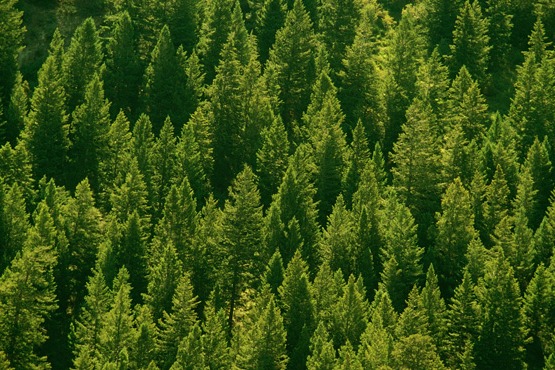 China steps up protection of forests, grassland