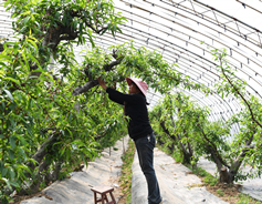 Controlled-environment agriculture favored in Jishan