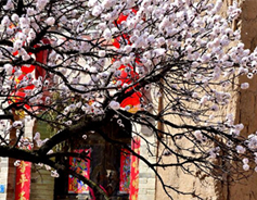 Apricots blossoms attract sightseers to rural Shanxi
