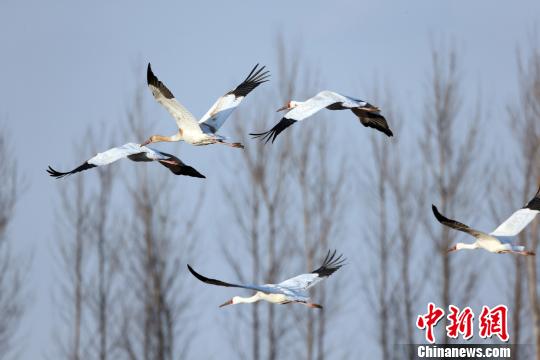 A flock of white cranes take flight at the Huanzidong National Wetland Park in Faku county, Shenyang. [PhotoChinanews.com].jpg