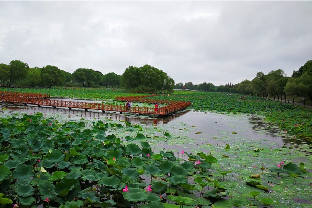 Environment protection campaign revitalizes China's Honghu Lake
