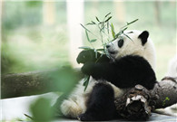 Number of Qinling giant pandas rises