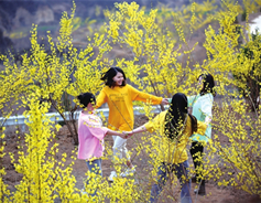 Magic forsythia blooms in Yicheng county