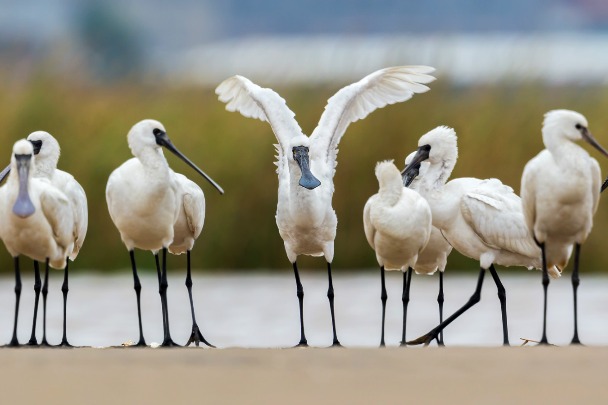Rare wetland bird seen in Fujian