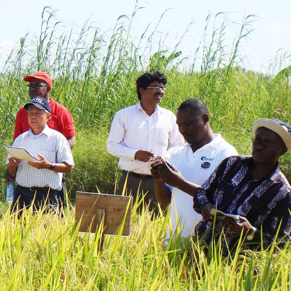 Rice project benefits nations in Asia, Africa