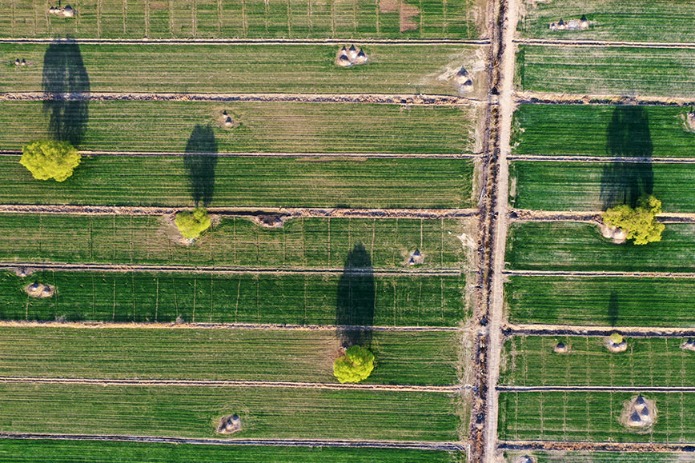 Xiongan New Area afforests over 1,400 hectares