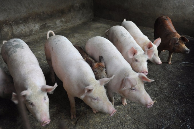 Swine fever contained, minister says