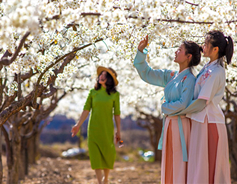 Pear blossom festival draws crowds to Xixian county