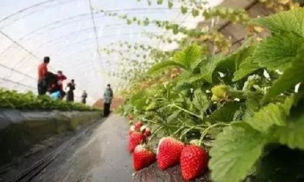 Where to pick the freshest strawberries in Wuxi