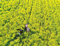 Golden sea of cole flowers boosts Shanxi sightseeing