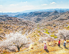 Apricots bloom in rural Shanxi
