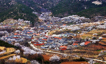 Muping: a place to admire spectacular apricot flowers