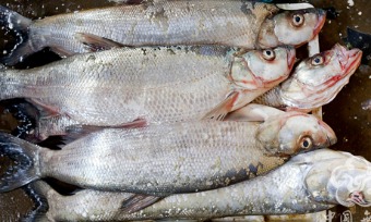 Taihu Lake White Fish