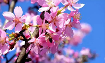 Admire beauty of flowers in Sanming's spring