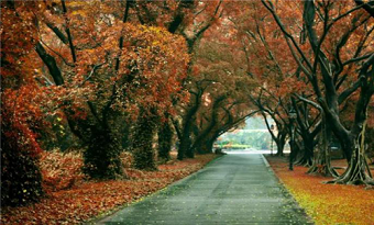 Best places to see autumn leaves in and around Guangdong