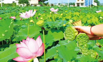 Enjoy life at the green lotus pond in Changsha county