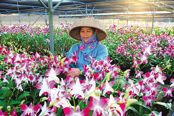 Hainan's orchid seedlings to enter European market