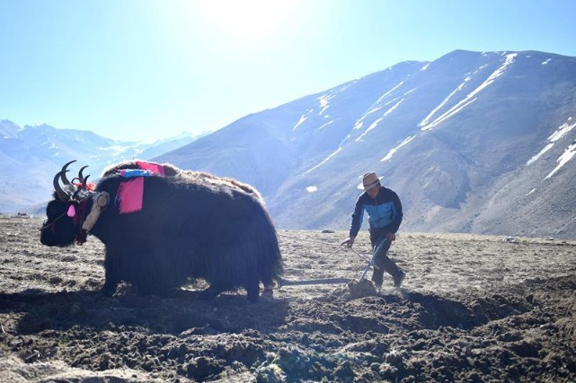 Spring plowing starts in Southwest China's Tibet
